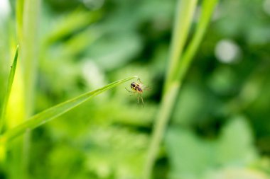 Küçük bir örümcek fotoğrafı.