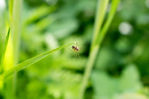 Imagen de una araña pequeña . —  Fotos de Stock