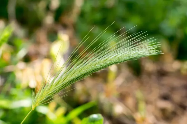 Photo of a spikelet plant. — Stock Photo, Image