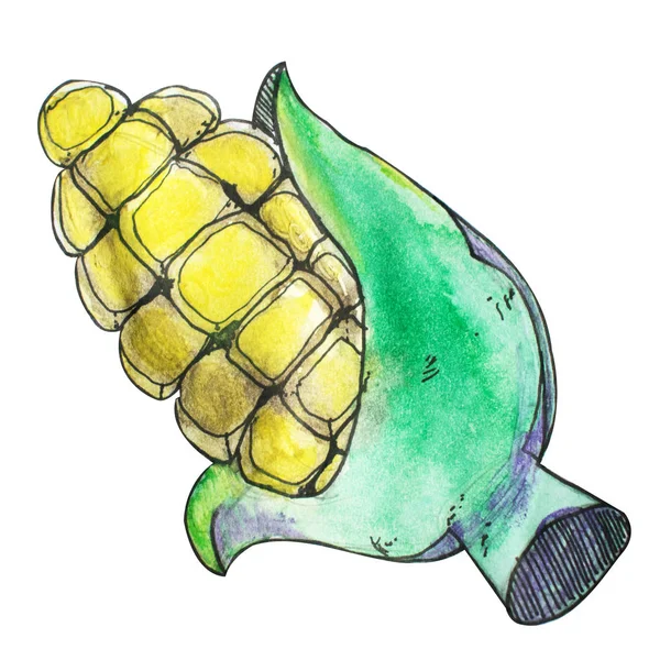 Иллюстрация кукурузы. — стоковое фото