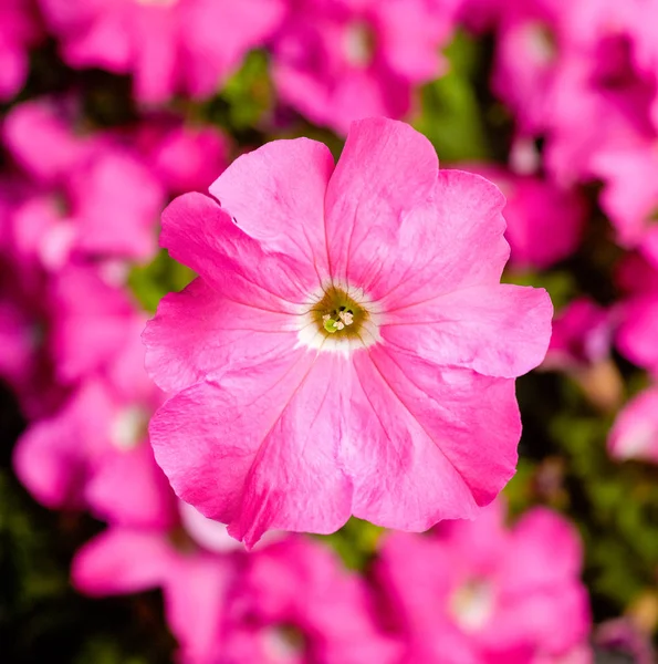 Imagem de belas flores contra o fundo da natureza . — Fotografia de Stock