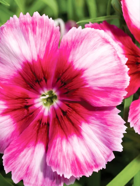 Imagem de belas flores contra o fundo da natureza . — Fotografia de Stock