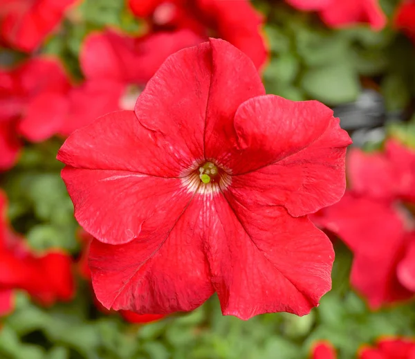 Imagem de belas flores contra o fundo da natureza . — Fotografia de Stock