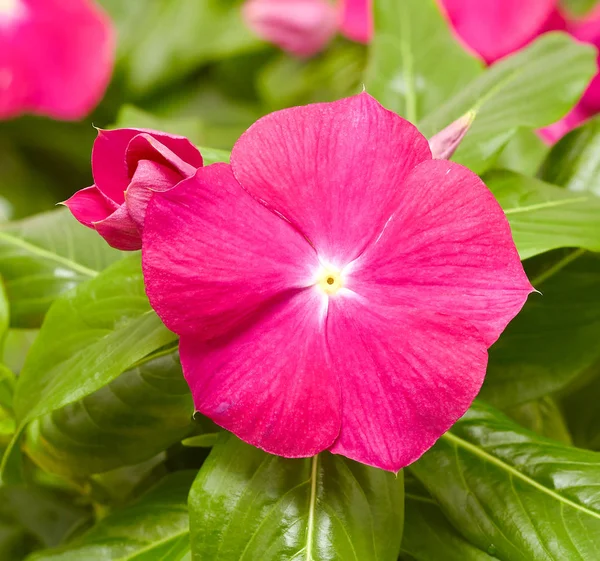 Imagem de belas flores contra o fundo da natureza . — Fotografia de Stock