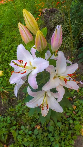 Bild schöner Blumen vor dem Hintergrund der Natur. — Stockfoto