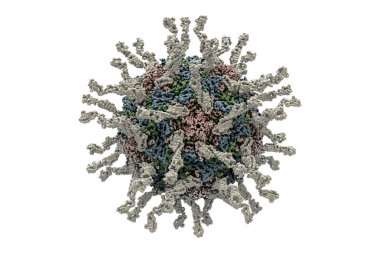 İnsan poliovirus bilgisayar modeli. Poliovirus çocuk bozar ve felç olması veya Ölüm felci, şiddetli vakalarda sinir sistemi zarar bir hastalığı neden olur.