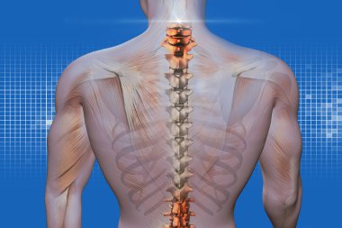 Anatomik vizyon geri ağrı