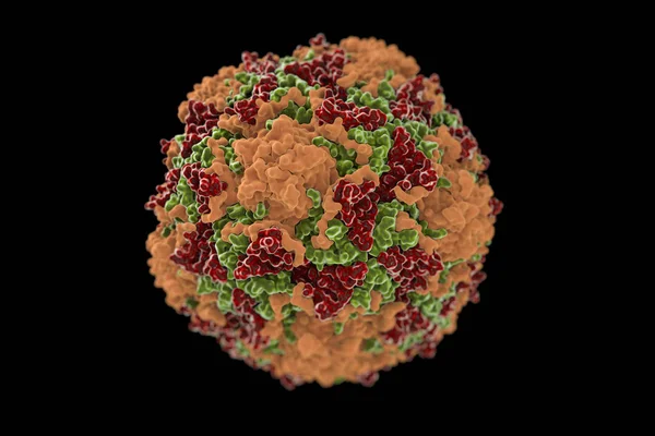 Coxsackievirus Είναι Κάπως Εντεροϊών Οποία Μεταβιβάζονται Καλά Στο Στομάχι Και — Φωτογραφία Αρχείου