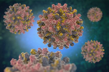 Hepatit B virüsü. Hepatit B virüsü (Hbv) (Pdb 1qgt), Orthohepadnavirus, virüs Hepadnaviridae ailesinin parçası olan bir türü yapısını.