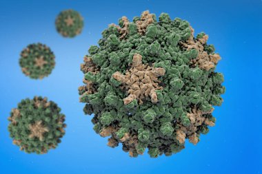 Hepatit B virüsü. Hepatit B virüsü (Hbv) (Pdb 1qgt), Orthohepadnavirus, virüs Hepadnaviridae ailesinin parçası olan bir türü yapısını.