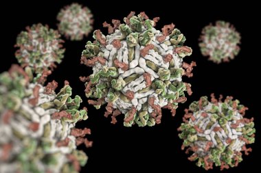 Dang virüs. engue bir akut viral hastalığı bulaşıcı ateş. Dang virüs (Pdb 4c2i) serotip 1 Fab ile complexed yapısı insan antikoru parçaları.