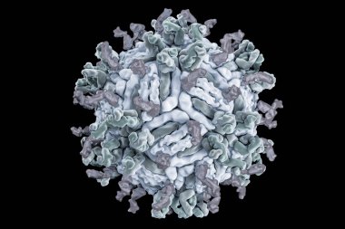 Dang virüs. engue bir akut viral hastalığı bulaşıcı ateş. Dang virüs (Pdb 4c2i) serotip 1 Fab ile complexed yapısı insan antikoru parçaları.