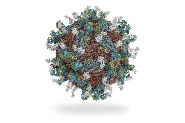 Dengue virus. engue fever an acute viral disease transmissible. Structure of Dengue virus (PDB 4C2I) serotype 1 complexed with Fab fragments of human antibody. clipart