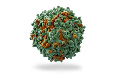 Sığır parvovirus. Virüs (pbd4qc8) buzağı içinde ishal nedenleri hastalık sığır cinsi.