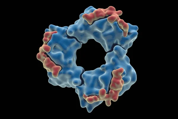 DNA polymerase. The crystal structure of the human DNA polymerase (PBD 1AXC).