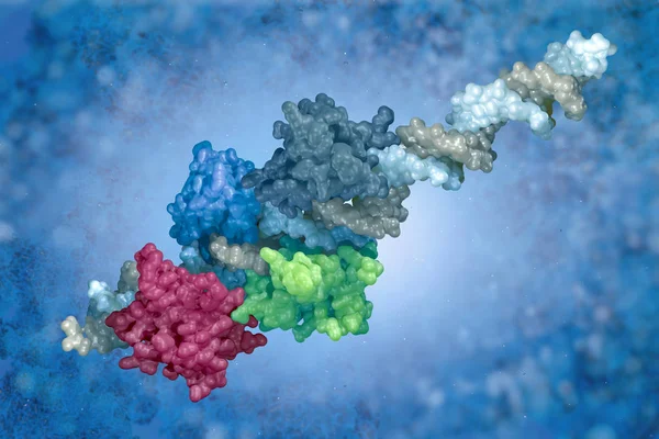 DNA. The crystal structure of the human DNA.