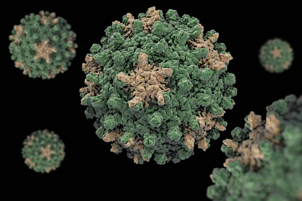 Вірус Гепатиту Структура Вірусу Гепатиту Hbv Pdb 1Qgt Вид Роду — стокове фото