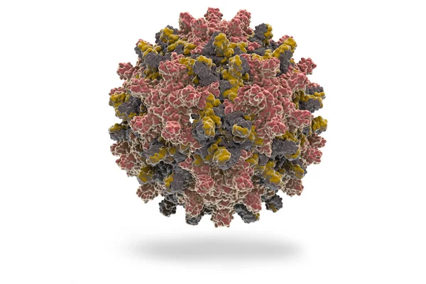 型肝炎ウイルス 型肝炎ウイルス Hbv Pdb 1Qgt ウイルスのヘパドナ ウイルス科家族の一員である Orthohepadnavirus 属の種の構造 — ストック写真