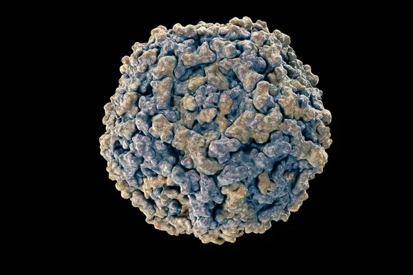 Parvovirus B19입니다 인간의 Parvovirus B19의 구조입니다 B19 바이러스 Pdb 1S58 — 스톡 사진