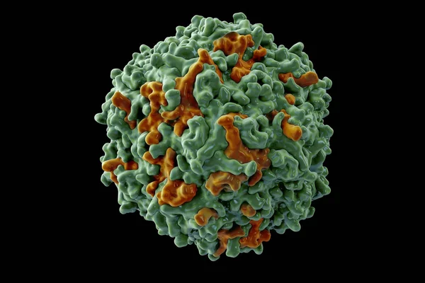 Bovin Parvovirus Virus Pbd4Qc8 Släktet Infekterar Nötkreatur Som Orsakar Diarré — Stockfoto