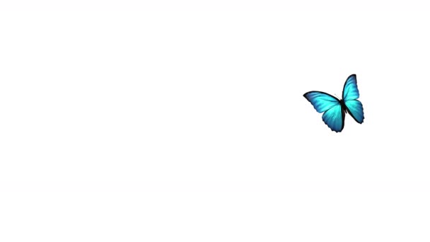 Mariposa Volando Sobre Fondo Con Canal Alfa — Vídeo de stock