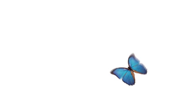 Butterfly Flying Background Alpha Channel — Stock Video