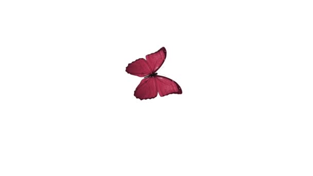 Papillon Volant Arrière Plan Avec Canal Alpha — Video