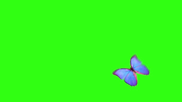 Alfa Kanalına Sahip Yeşil Bir Arka Plan Üzerinde Uçan Kelebek — Stok video