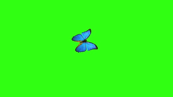 Alfa Kanalına Sahip Yeşil Bir Arka Plan Üzerinde Uçan Kelebek — Stok video