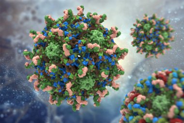 İnsan papilloma virüsü. İnsan papilloma virüsü yapısı. 3D 