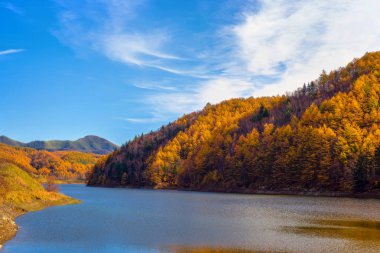 Güney Sakhalin Altın Sonbahar.