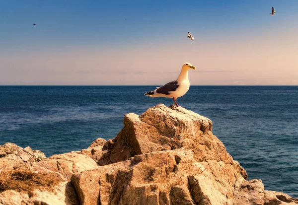 Cape Aniva atomik deniz feneri. Sahalin.