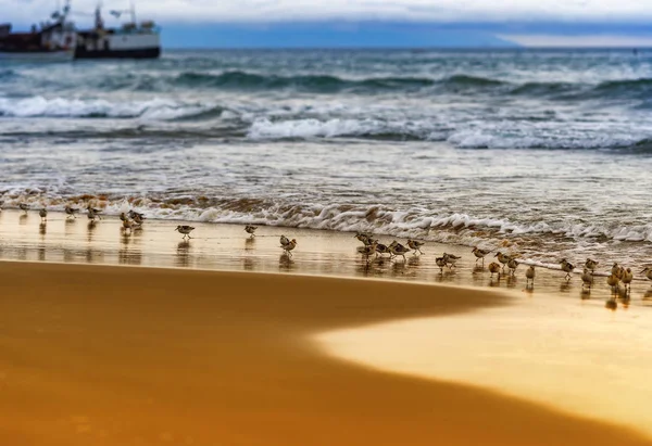 海滩上一群涉禽 库页岛 — 图库照片