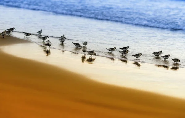 Flock Waders Beach Sakhalin — Stock Photo, Image