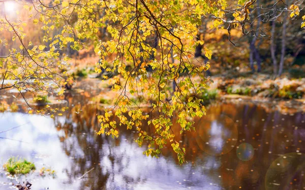 Mocsári Egyértelmű Őszi Napokon Sakhalin — Stock Fotó