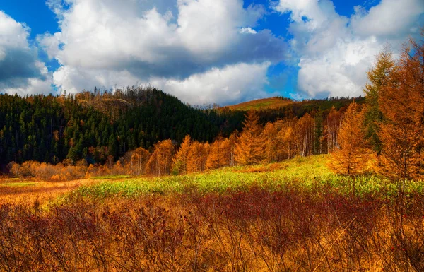 Natureza Outono Sul Sakhalin — Fotografia de Stock