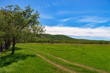 Güneşli bir günde bir yeşil çayır üzerinde yalnız ağaç.