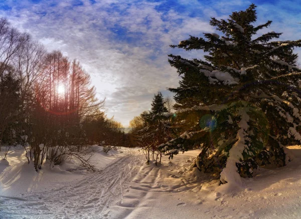 Zimní večer Krajina se stromy a stezkami. — Stock fotografie