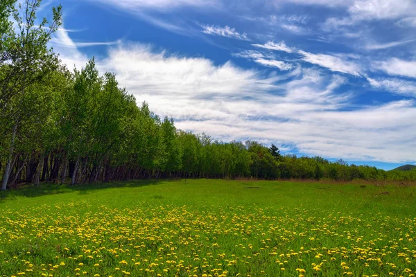 在阳光明媚的一天, 在绿色的草地上的孤独树. — 图库照片