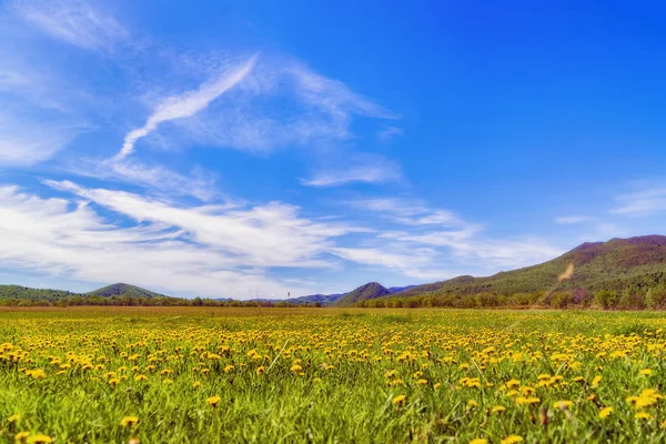 Sachalin. sonnige Sommerwiese. — Stockfoto