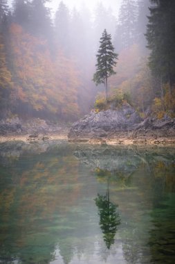 Bu sihirli ağaç göl kenarında Laghi di Fusine sonbahar Tarvisio İtalya yakınındaki Sisli sabah üzerine su güzel düşünceler ile