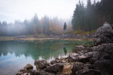 Bu sihirli ağaç göl kenarında Laghi di Fusine sonbahar Tarvisio İtalya yakınındaki Sisli sabah üzerine su güzel düşünceler ile
