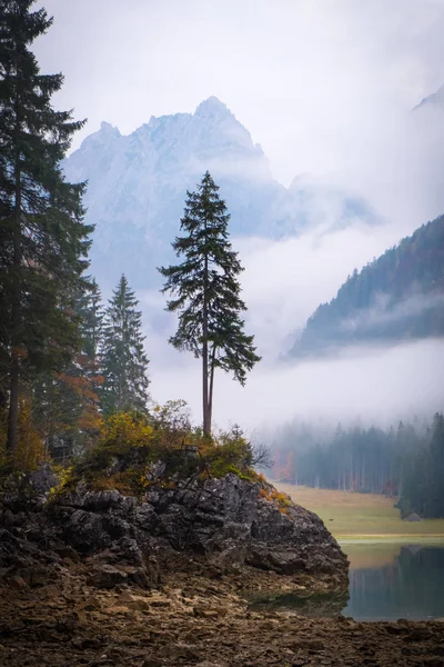 Волшебное Дерево Озере Лаги Фузине Красивыми Отражениями Воде Туманное Утро — стоковое фото