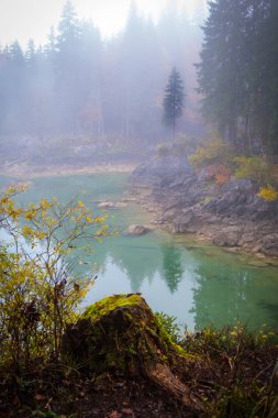 Bu sihirli ağaç göl kenarında Laghi di Fusine sonbahar Tarvisio İtalya yakınındaki Sisli sabah üzerine su güzel düşünceler ile