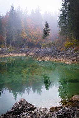 Bu sihirli ağaç göl kenarında Laghi di Fusine sonbahar Tarvisio İtalya yakınındaki Sisli sabah üzerine su güzel düşünceler ile