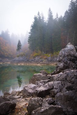 Bu sihirli ağaç göl kenarında Laghi di Fusine sonbahar Tarvisio İtalya yakınındaki Sisli sabah üzerine su güzel düşünceler ile