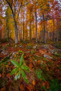 Renkli bitkiler ve göl kenarında ormandaki yaprakları Laghi di Fusine İtalya sonbaharda güneşli bir mornig üzerinde
