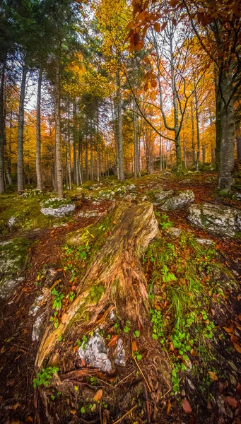 Plantas Coloridas Hojas Bosque Lago Laghi Fusine Italia Una Mañana — Foto de Stock