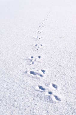 Fresh footprints, footsteps from animal rabbit in white snow field building a nice path track in winter clipart