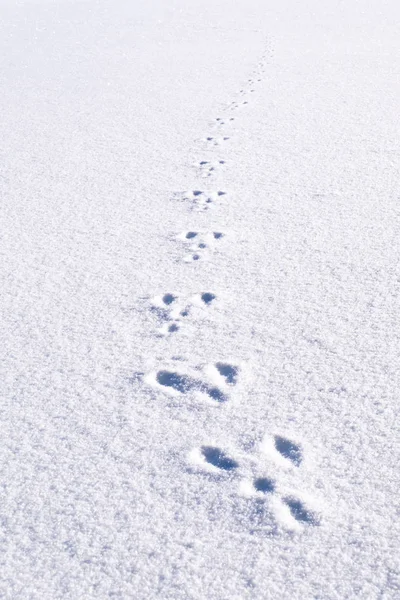 Fresh footprints, footsteps from animal rabbit in white snow field building a nice path track in winter